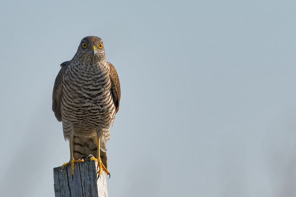 Sparviero (accipiter nisus)